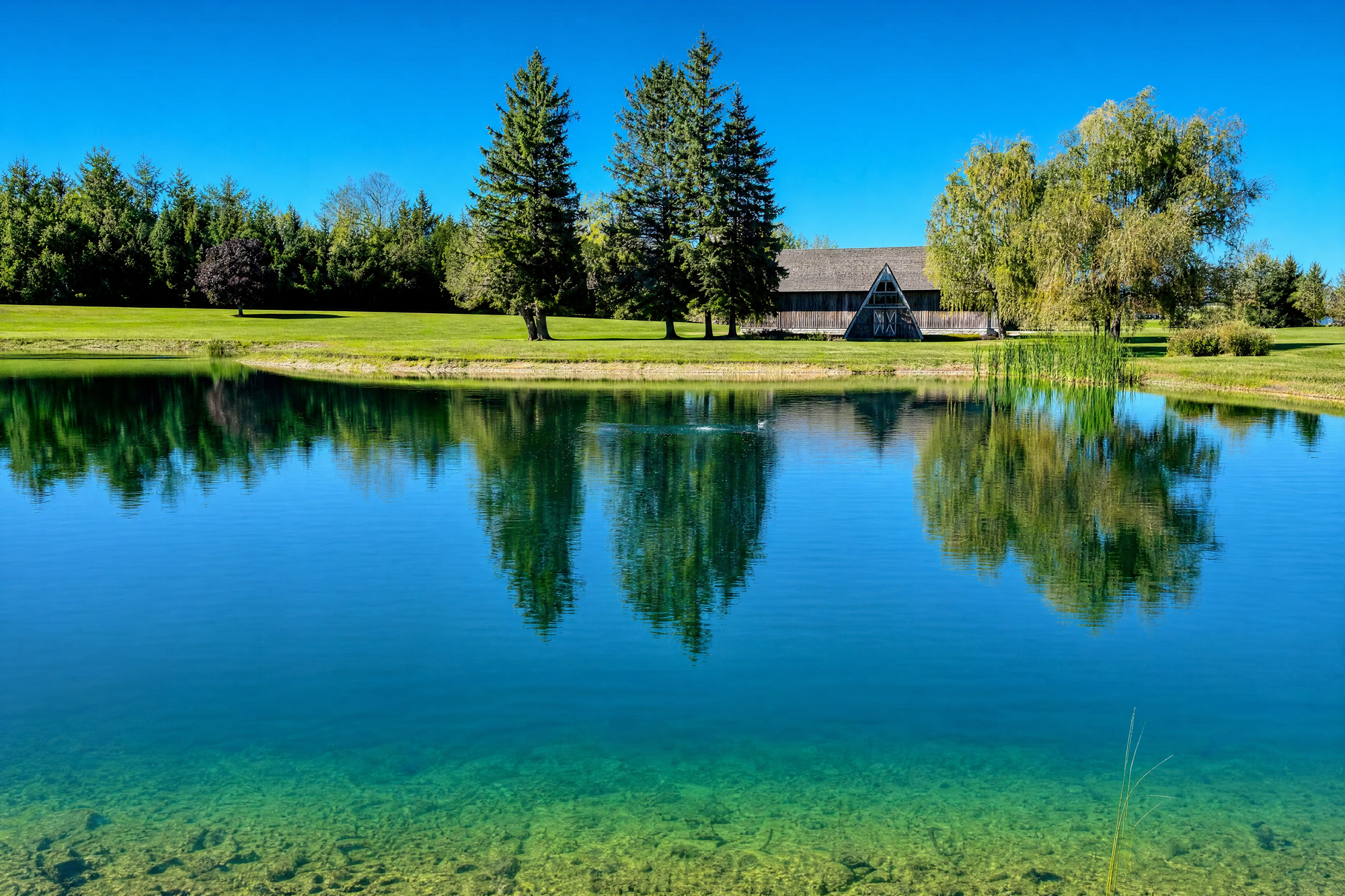 A clear pond reflecting the trees, treated with Nature's Pond Care in Ontario