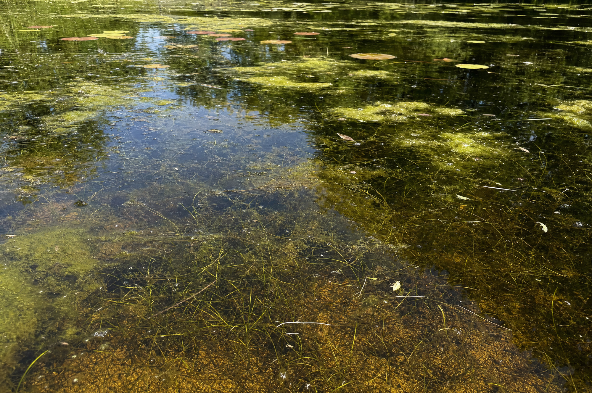 String algae
