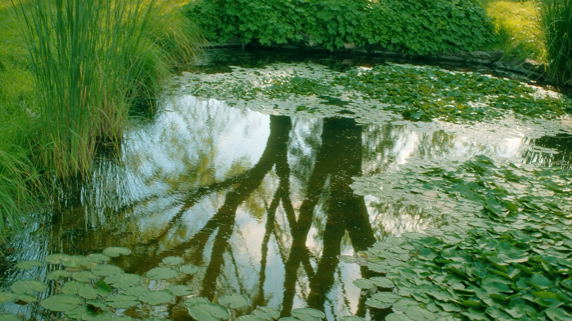 A clear, healthy natural backyard pond with lily pads and clean reflective water