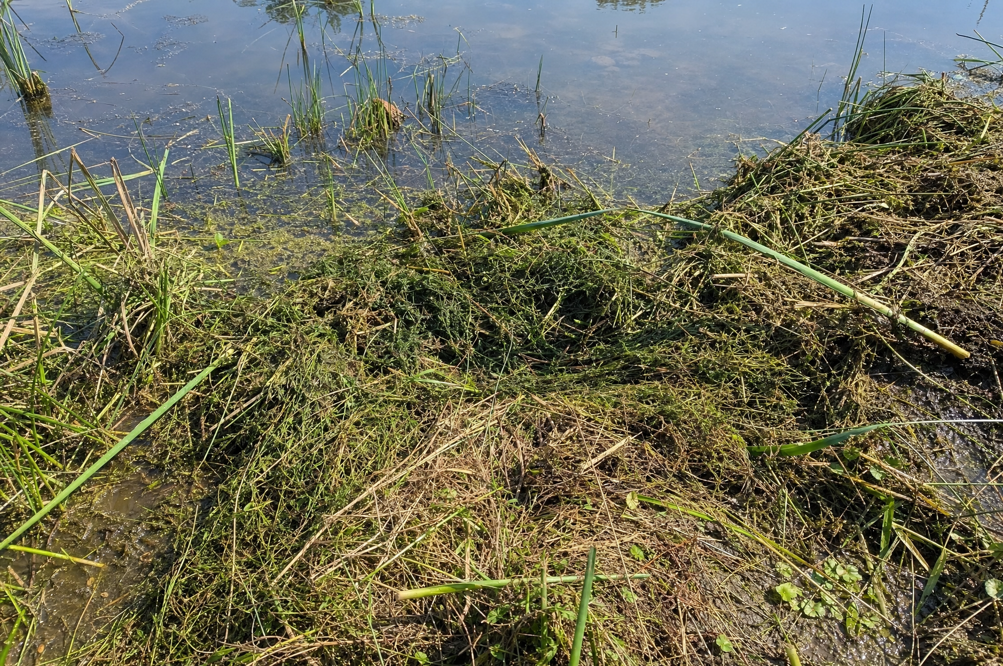 A pond edge overtaken by weeds and shoreline algae