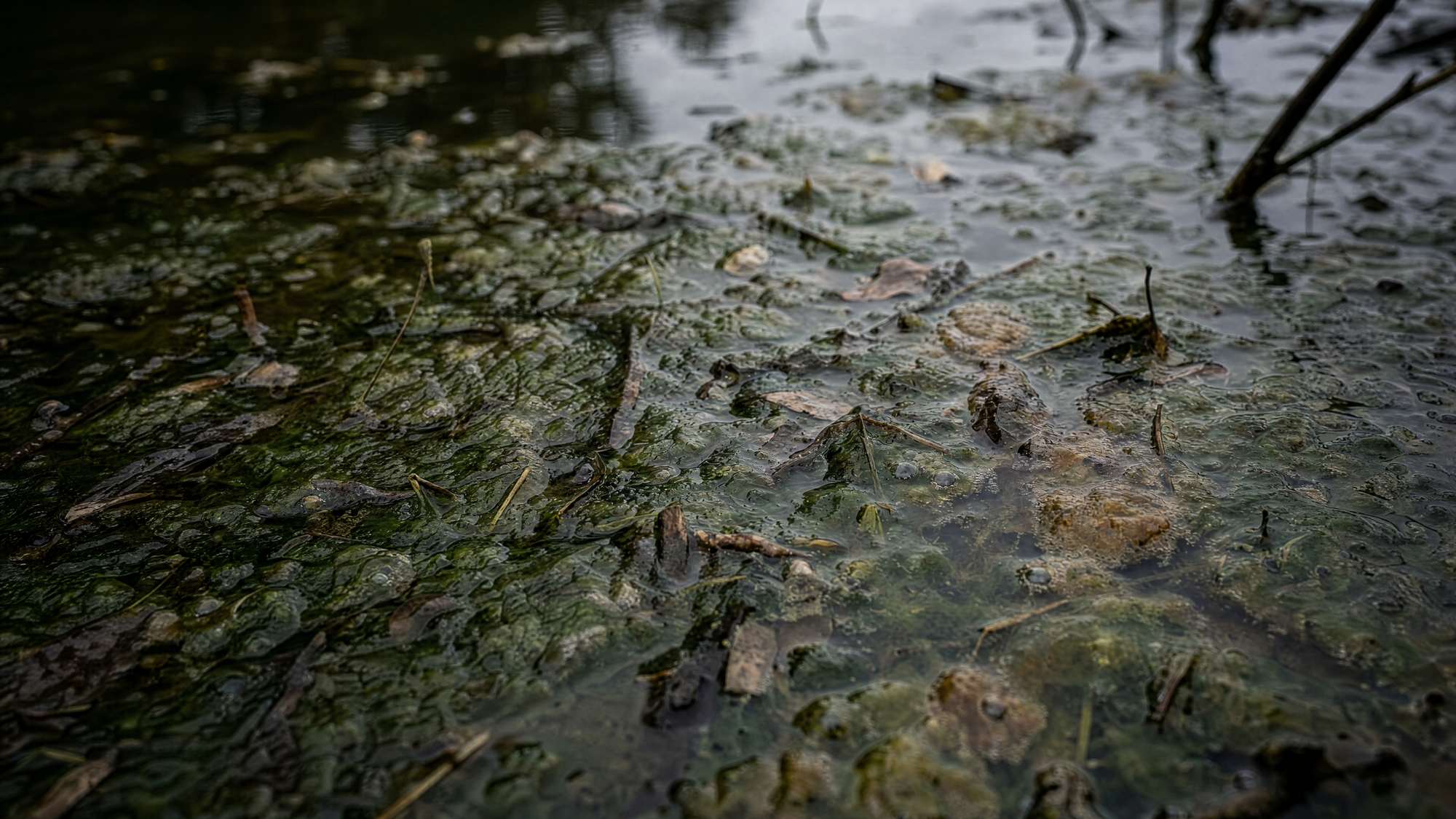 Muck and sludge along a pond shoreline