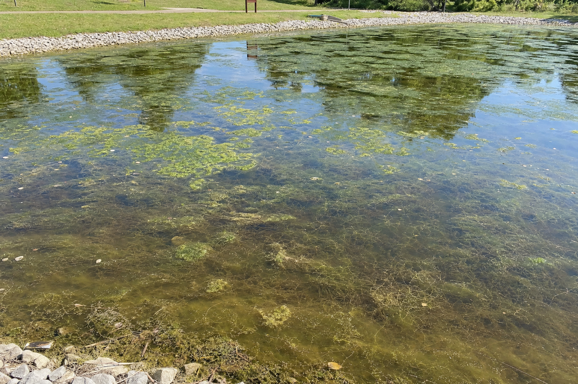 Green water that residents notice