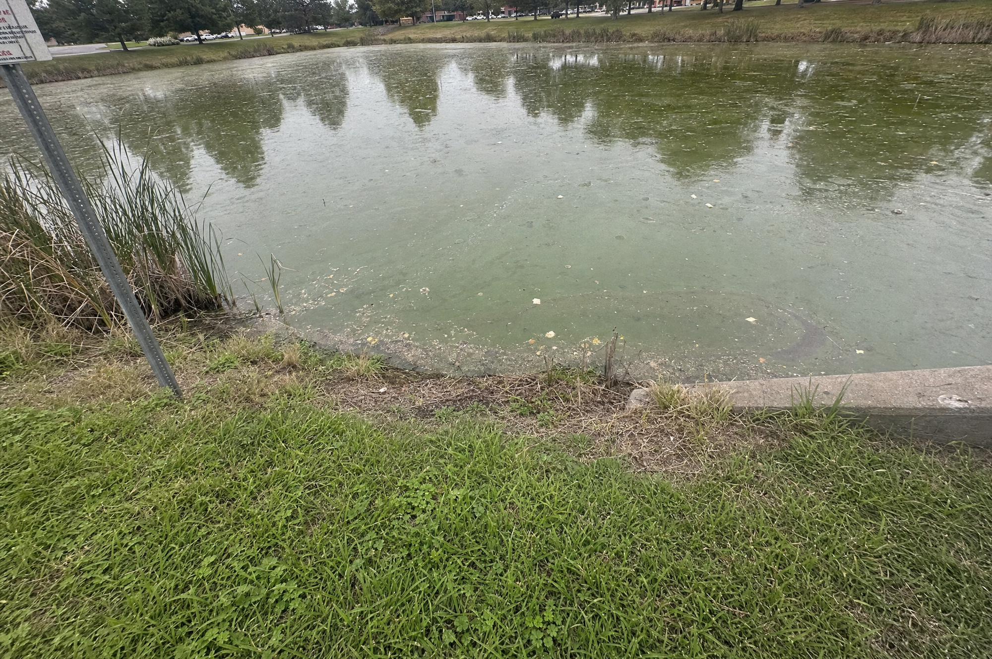 Cloudy or green water