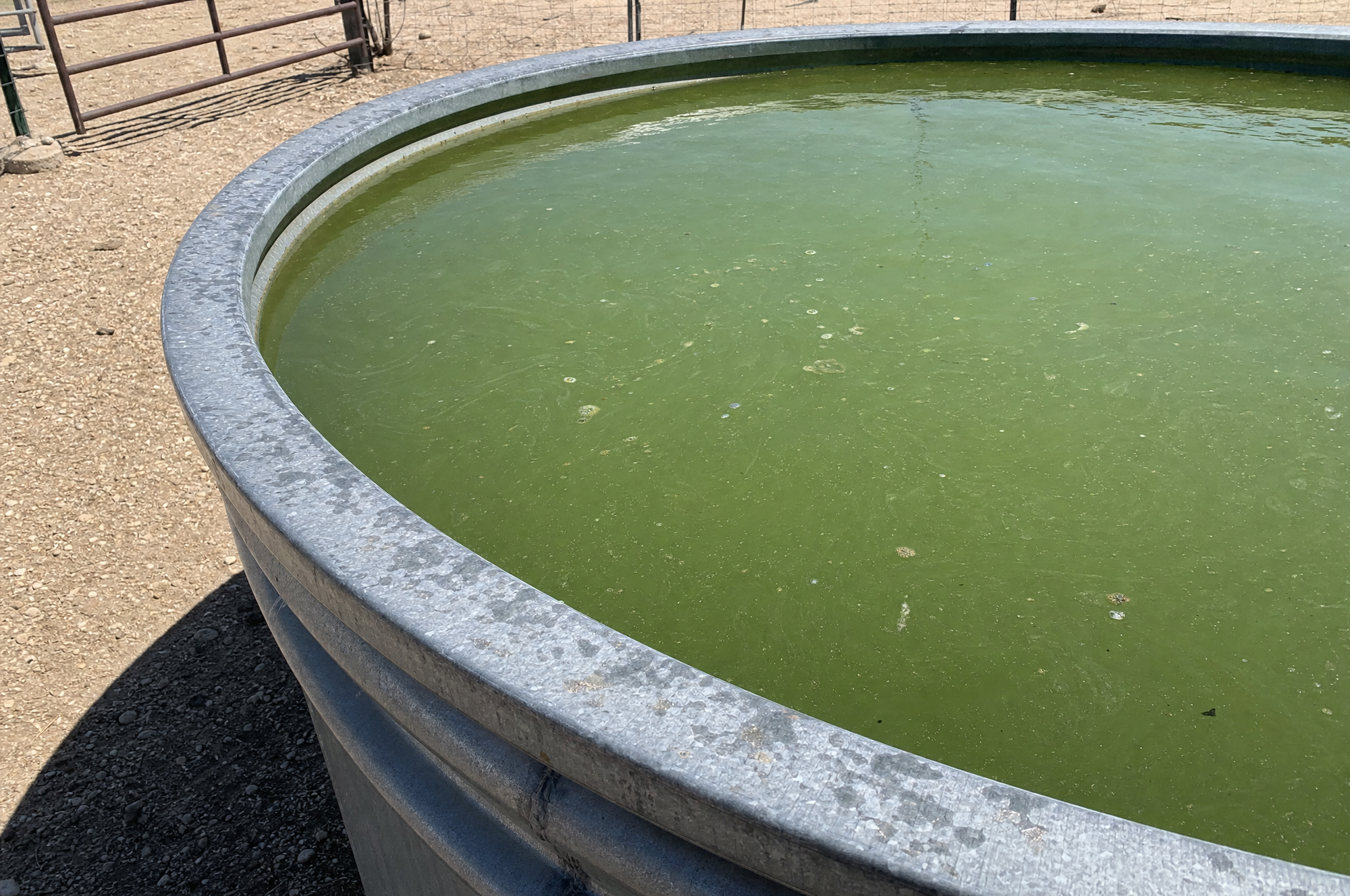 Green, slimy water