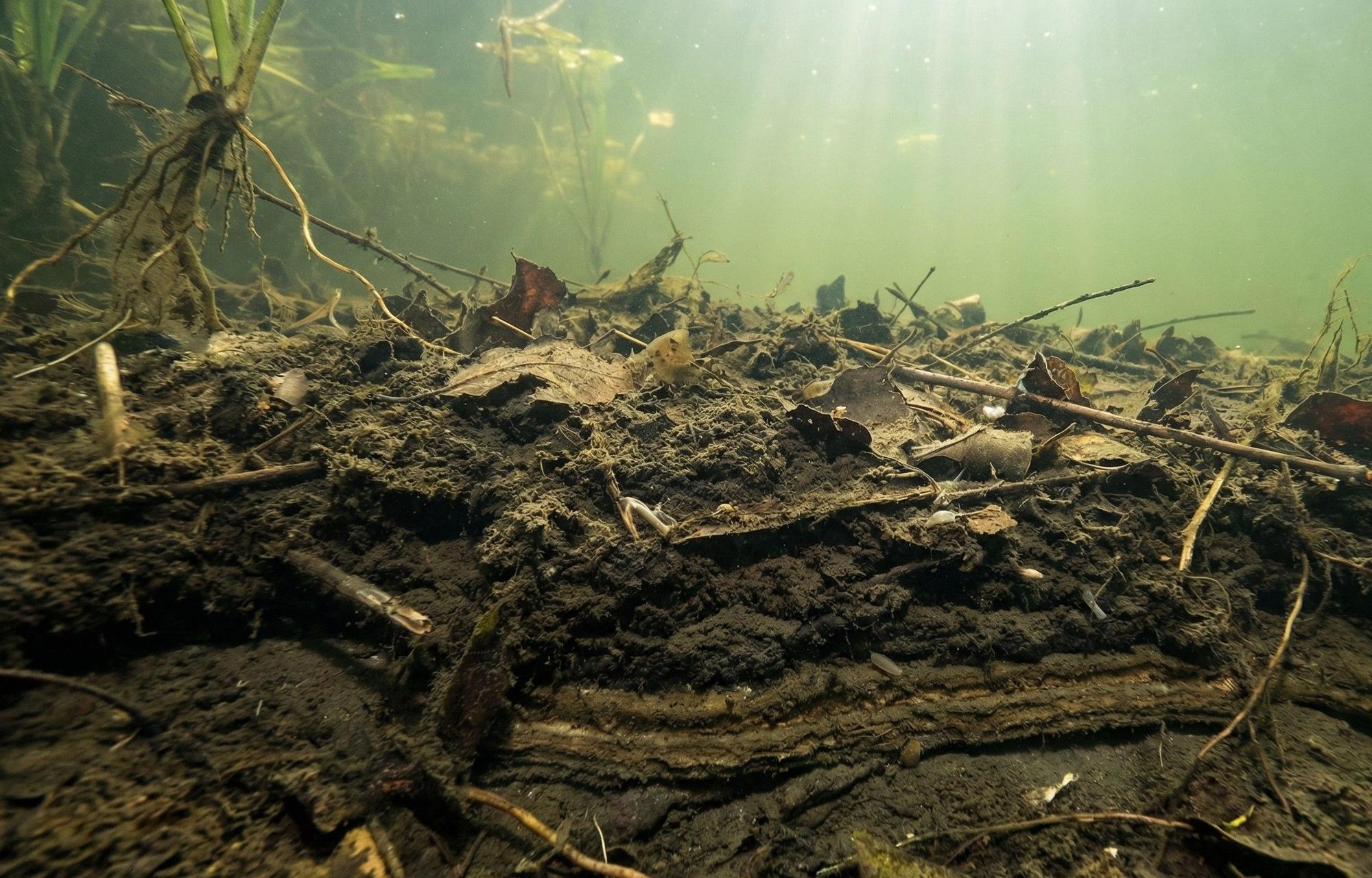 Dredging vs Bacteria vs Aeration: The Real 5-Year Cost of Pond Muck Removal