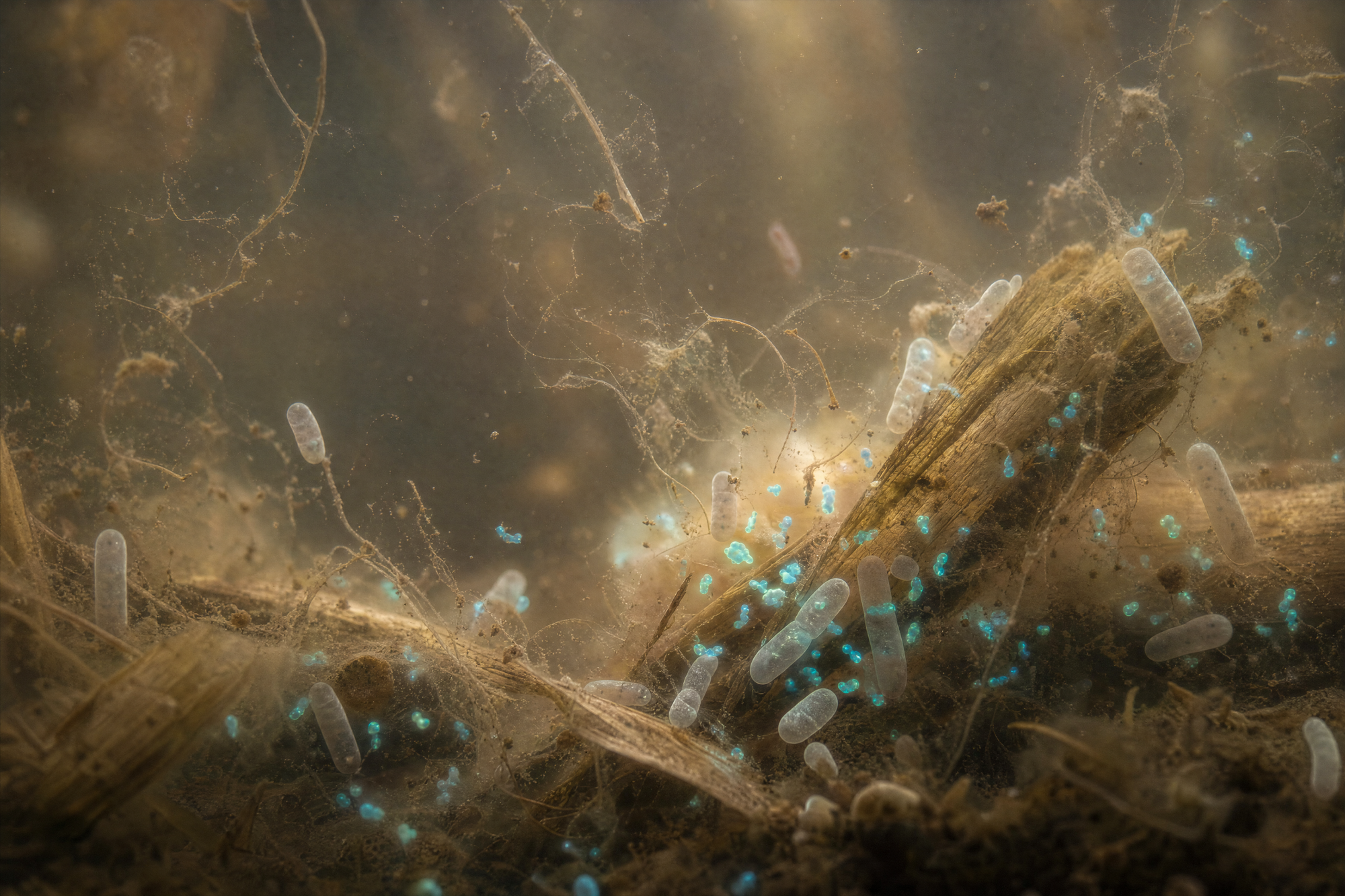 Oxygen bubbles rising through clear sunlit pond water