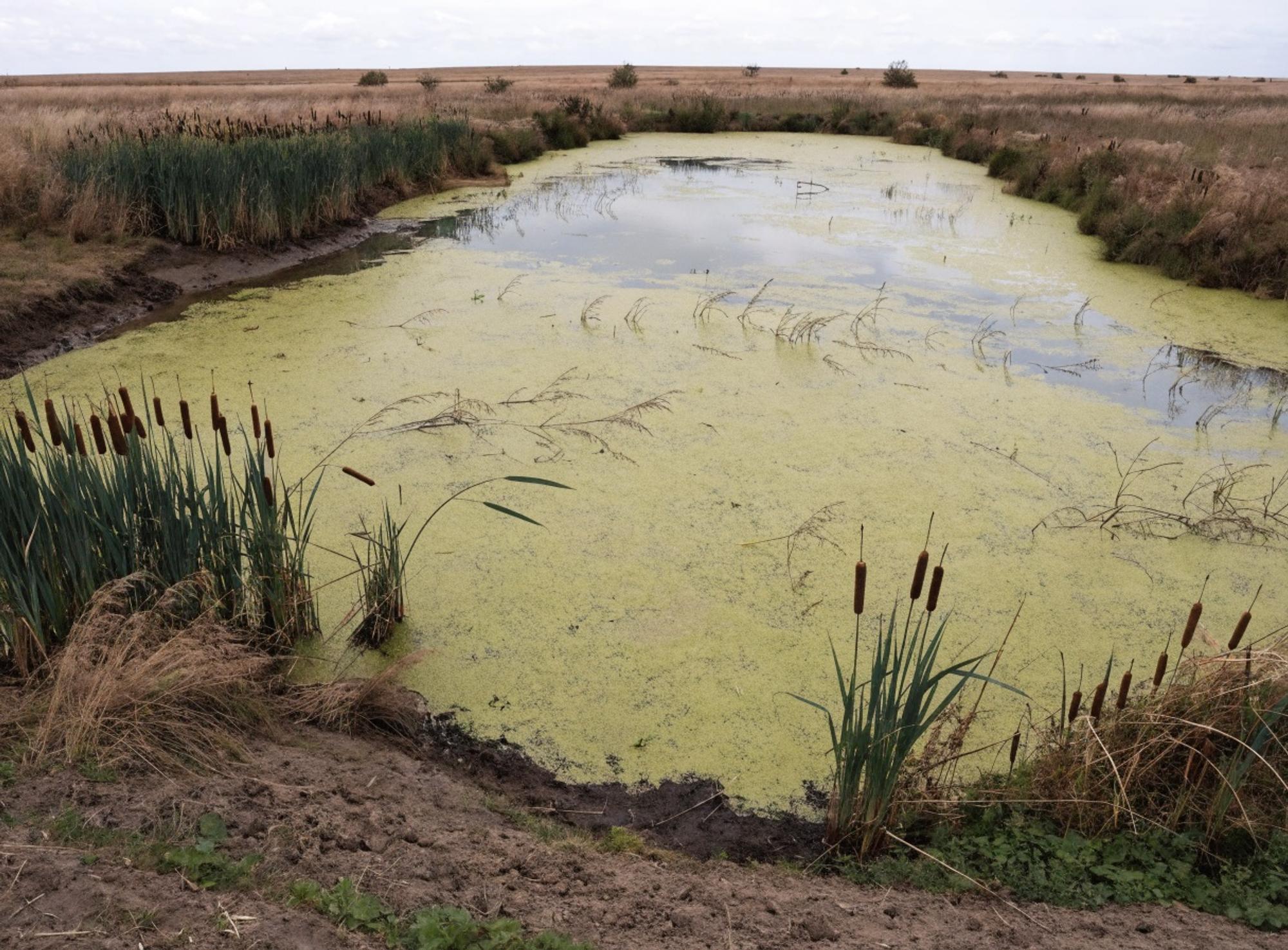 A green, algae-covered pond before natural treatment