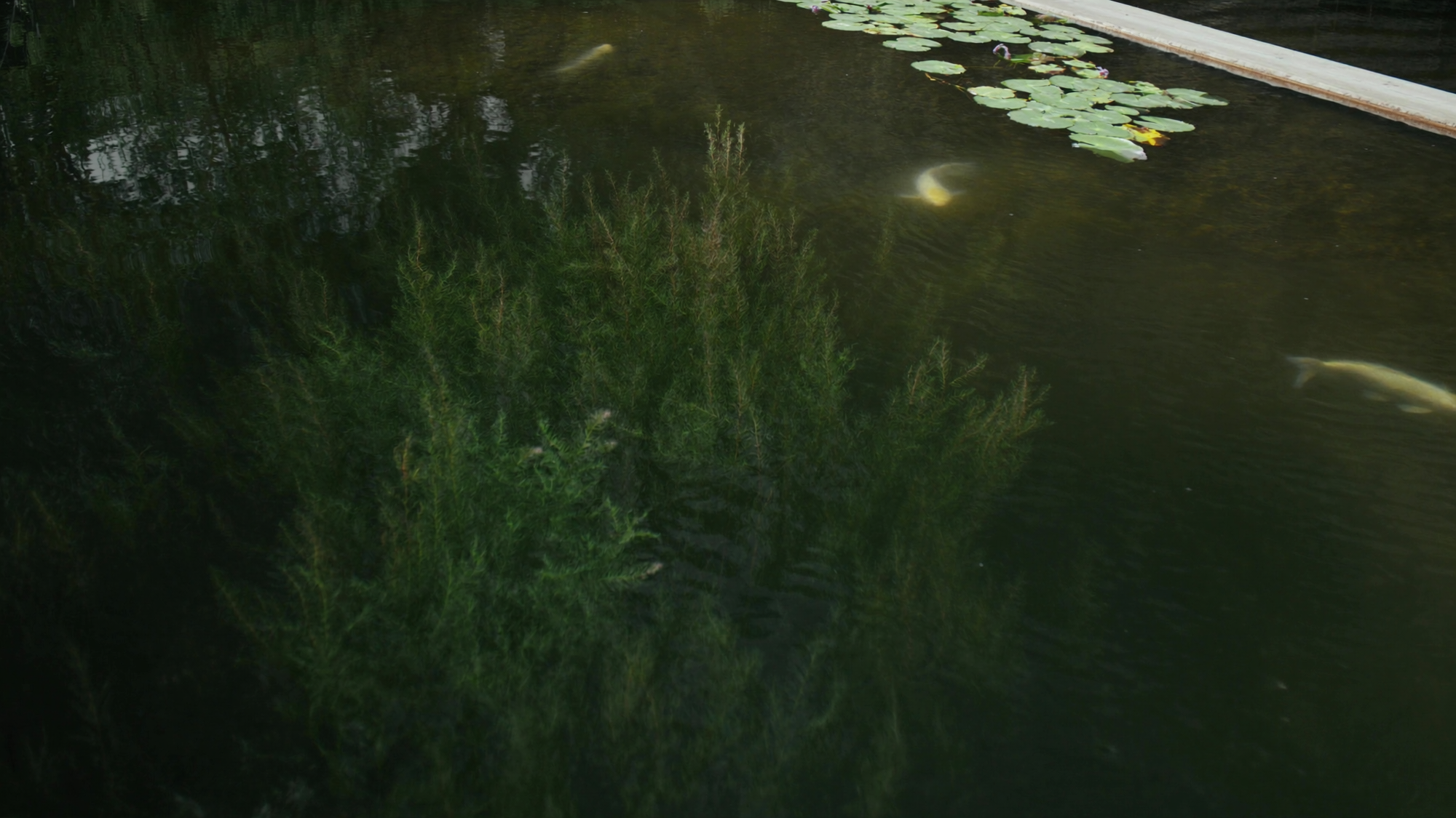 Clear pond water with koi among green aquatic plants