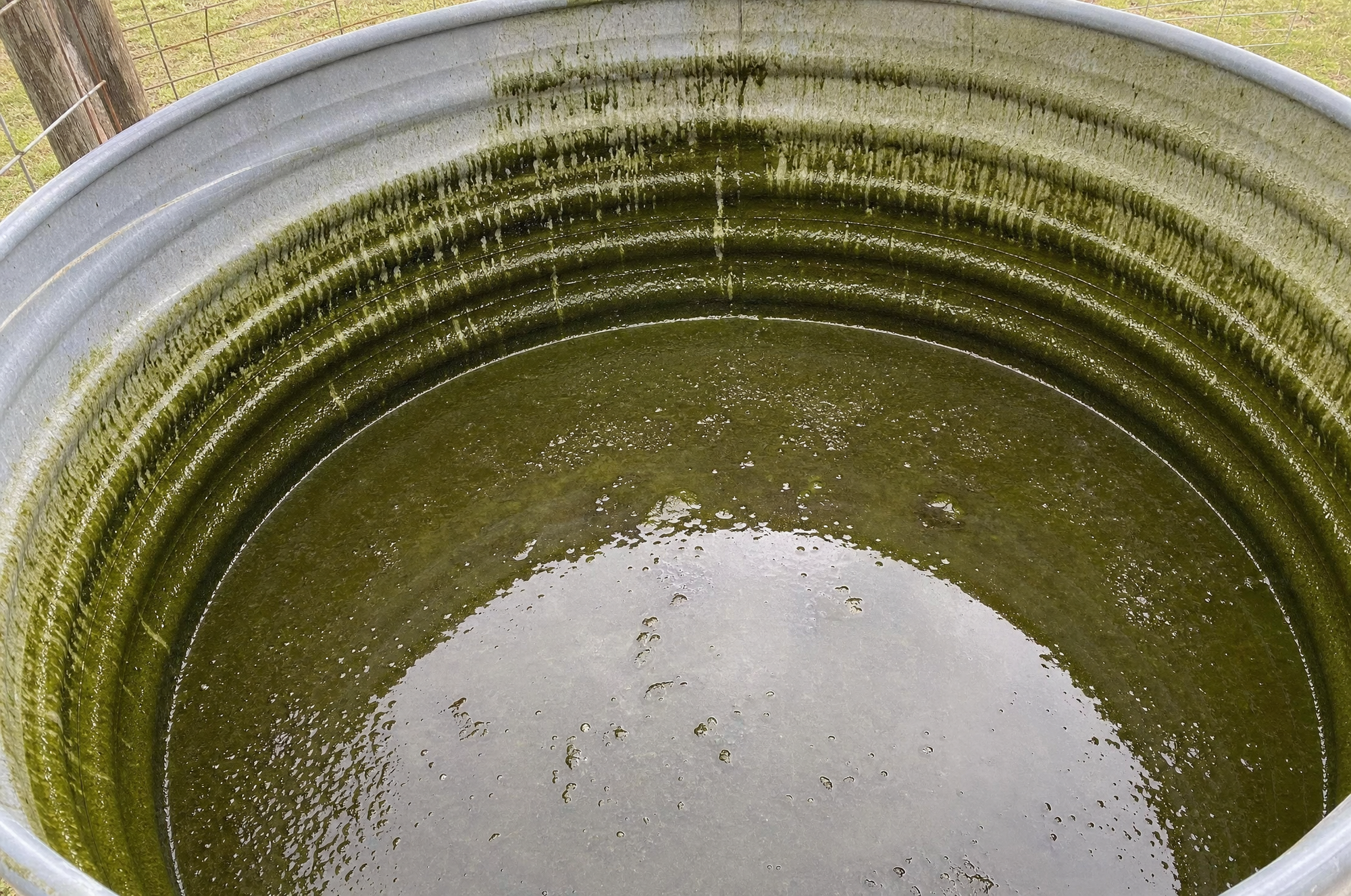 Algae on the walls