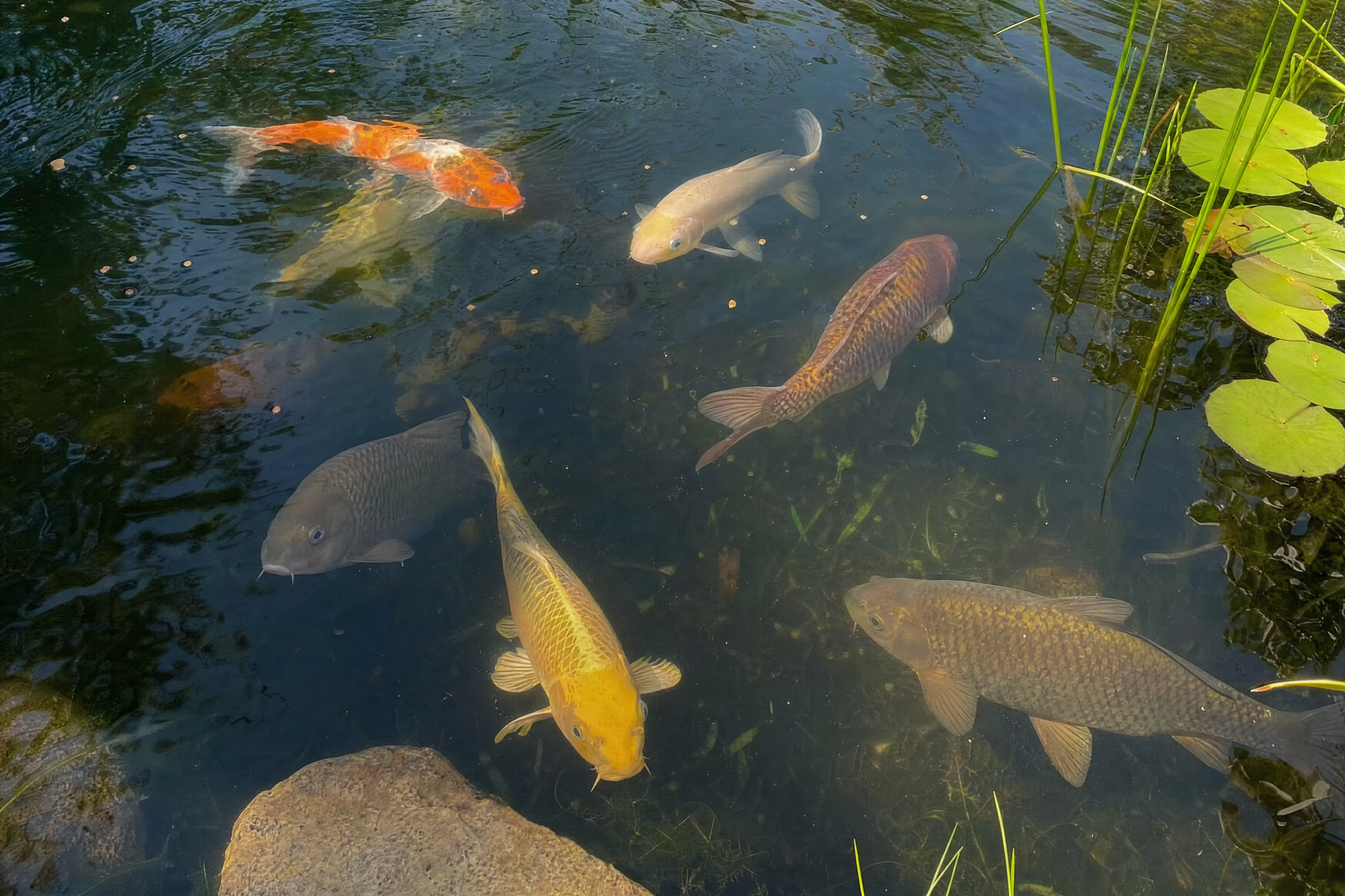 Designed for ponds with fish