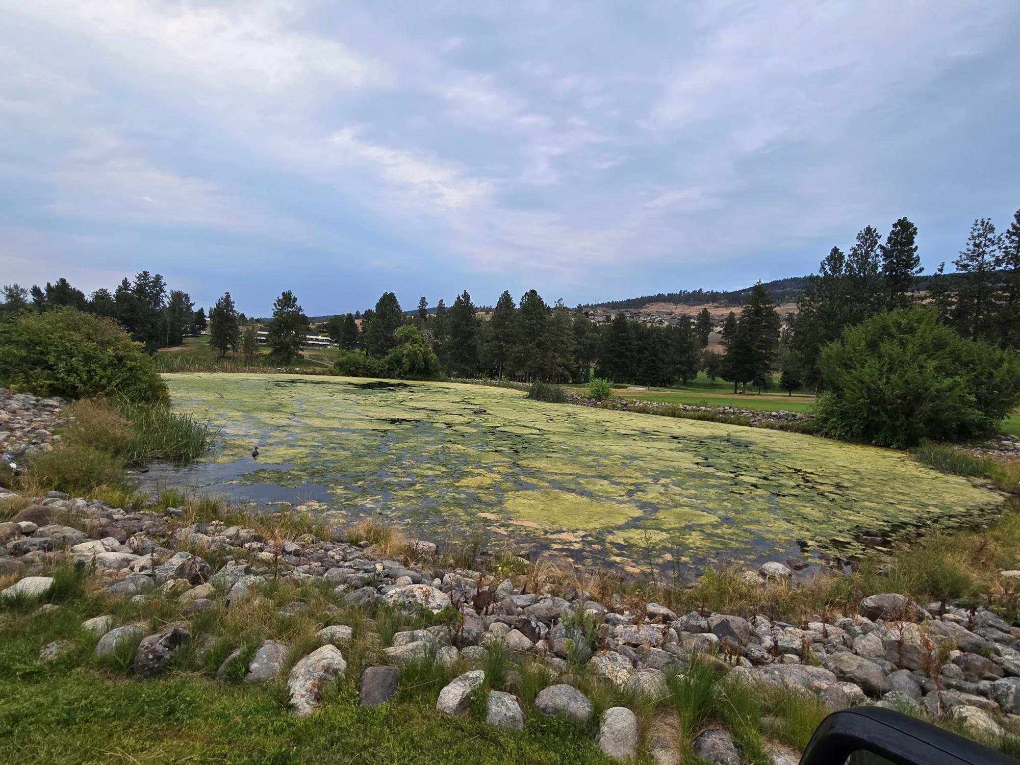 A green, algae-choked pond fed by excess nutrients