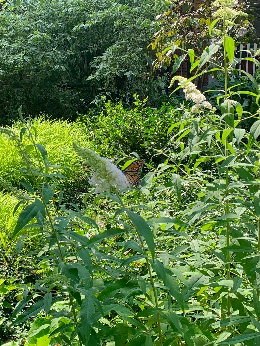 Monarch butterfly enjoying a butterfly bush.