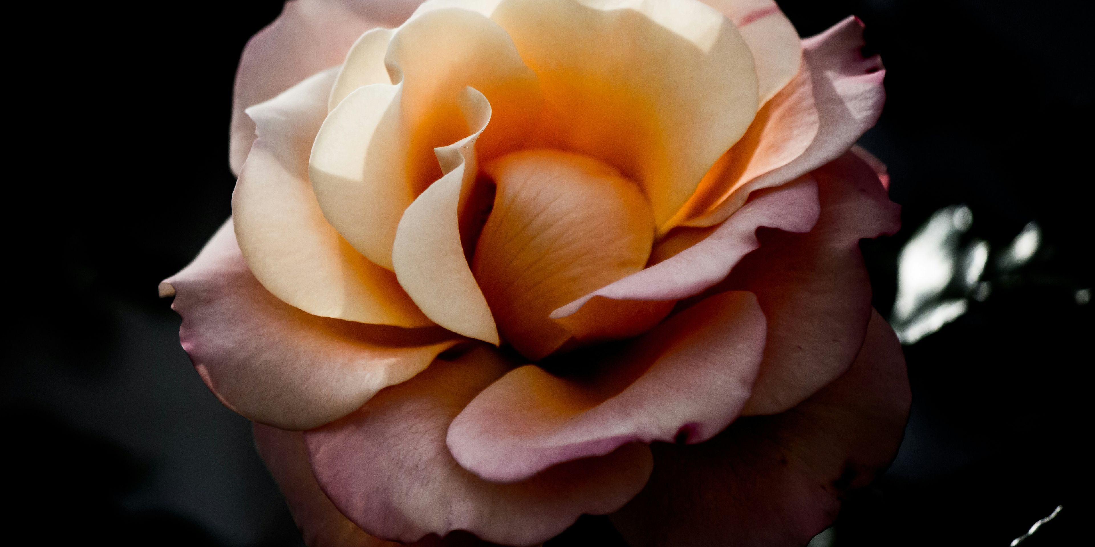 Image of Rose Parade floats