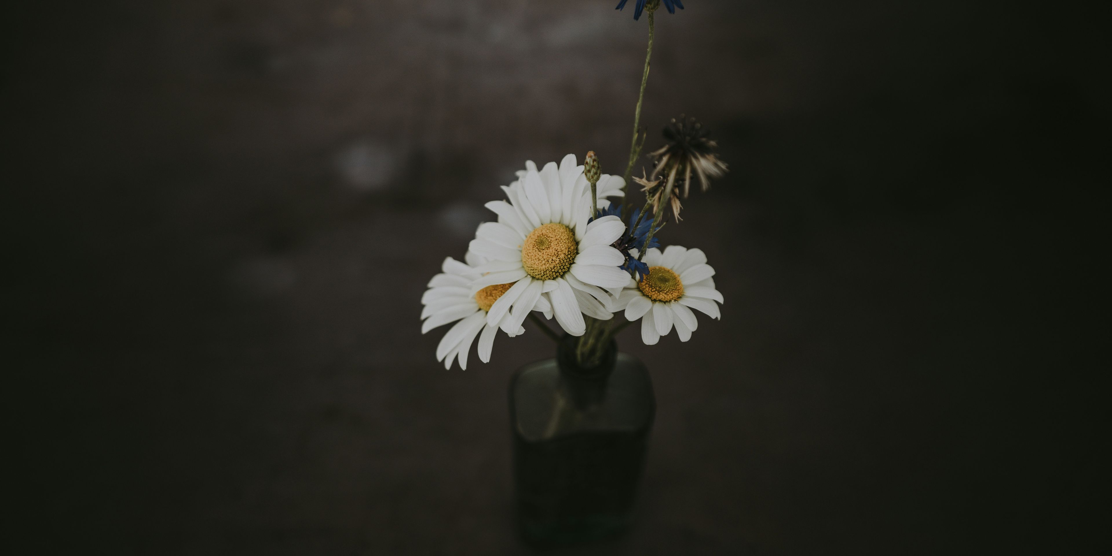 Dark wildflowers, blank space,