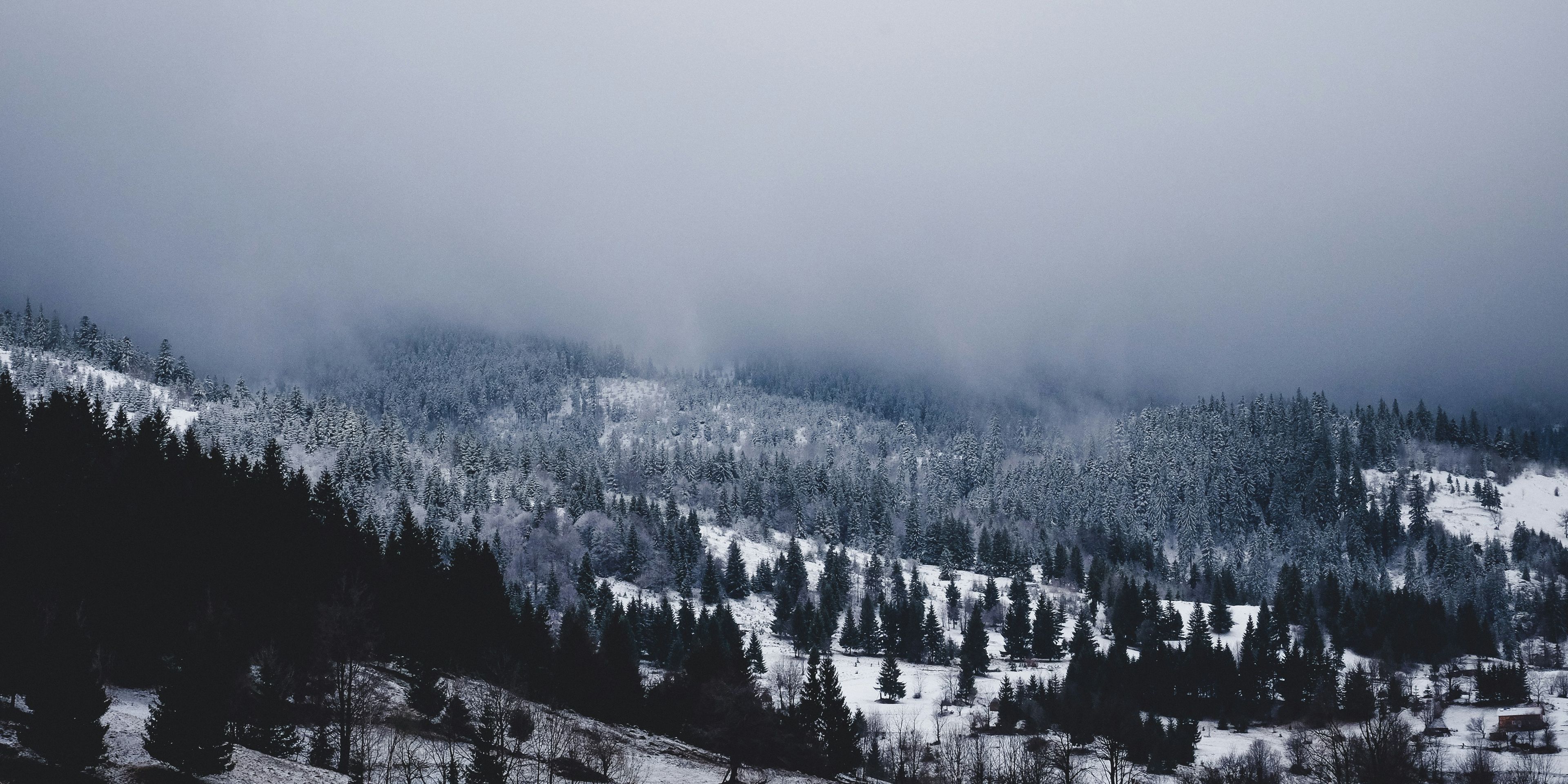Wooded countryside in winter