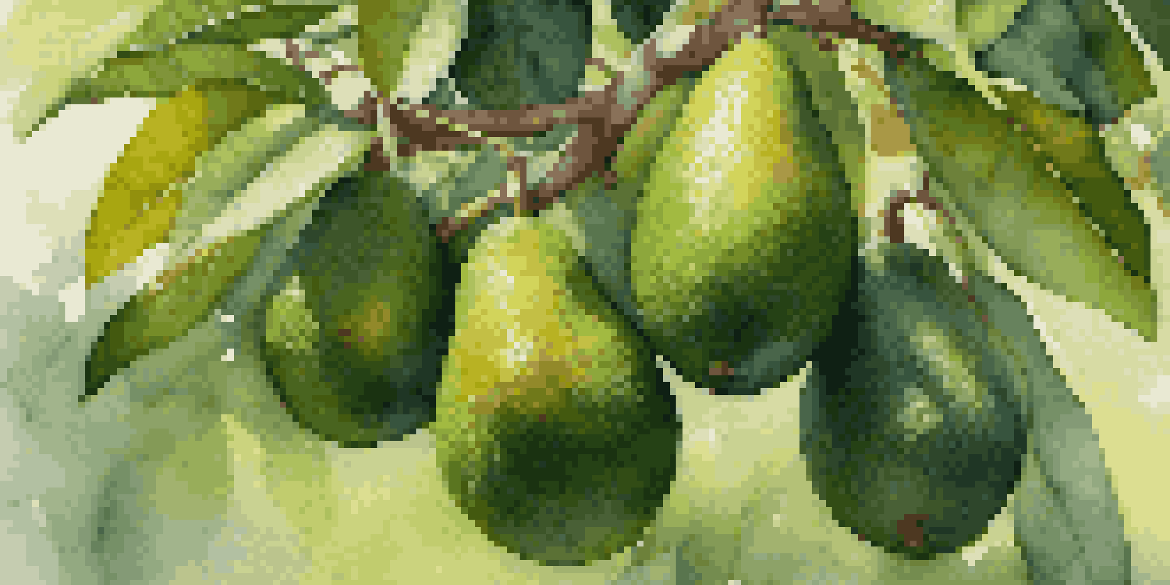 A close-up view of an avocado tree with ripe avocados and green leaves illuminated by sunlight.