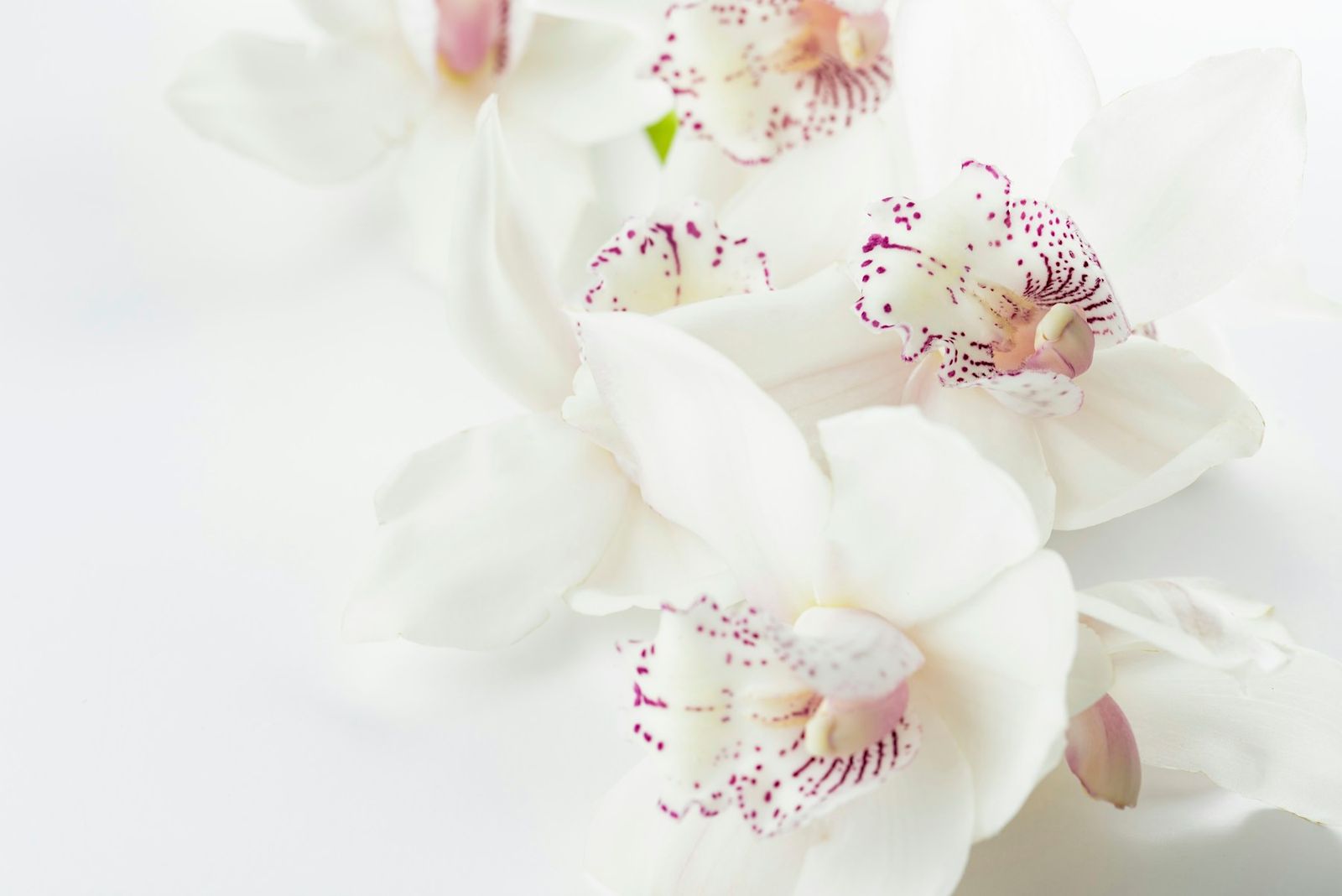 Orquídeas blancas en flor