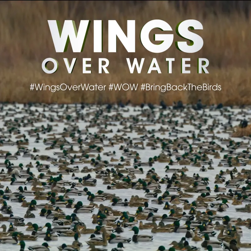 Michael Keaton's WINGS OVER WATER
