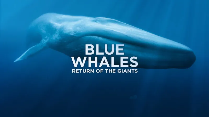 Blue Whales