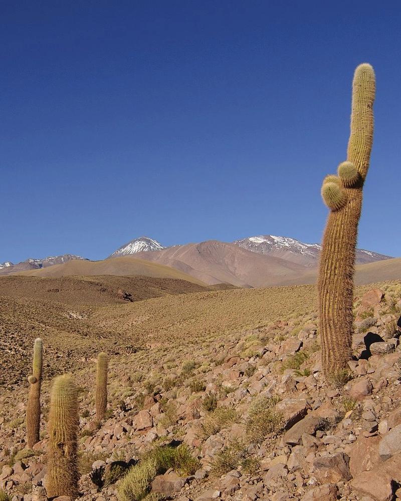 explora atacama official 1