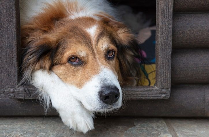 cão dentro de uma casota quase a dormir