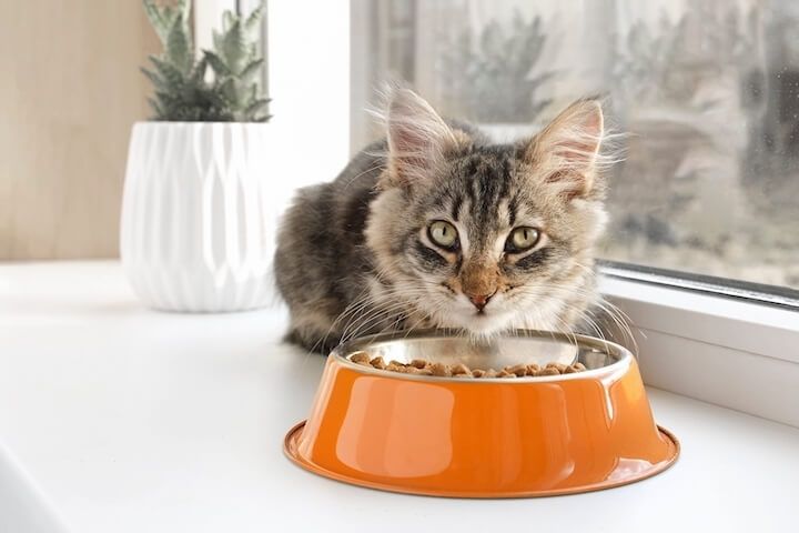 a função das proteínas na comida para gato