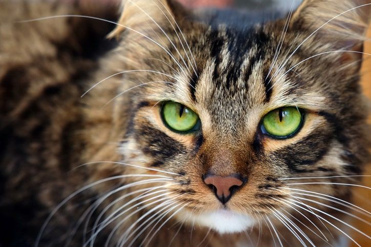 gato de olhos verdes com os bigodes brancos 