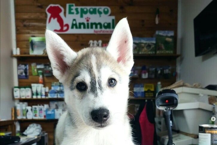 cachorro husky a posar para a fotografia