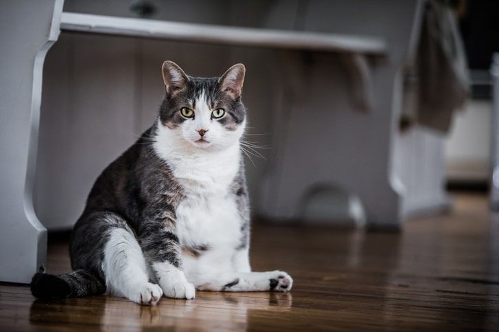 gato obeso após cirurgia de esterilização e castração