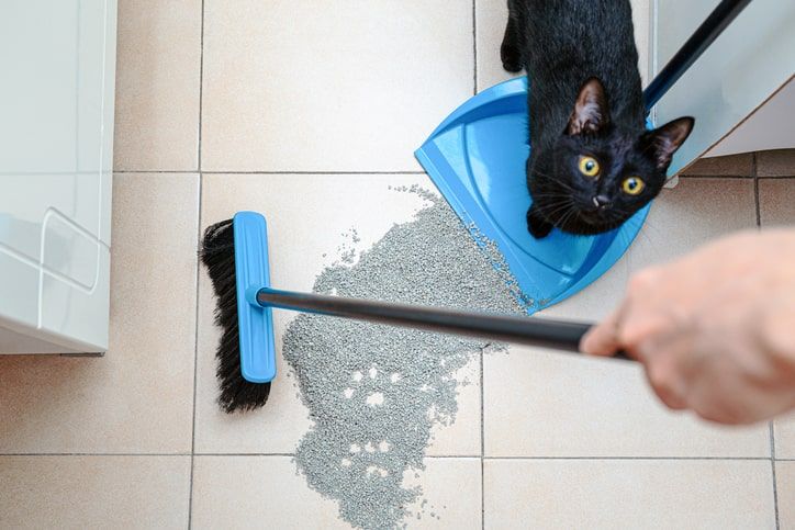  tutora a limpar caixa de areia do seu gato, enquanto ele a observa