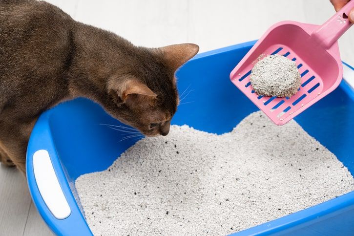 tutora a limpar a caixa de areia para gato