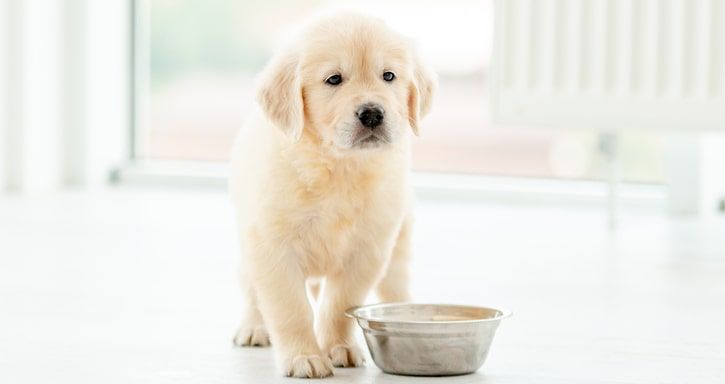 cachorro labrador perto de uma taça de ração