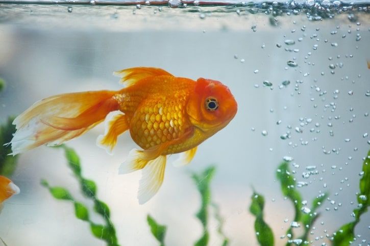 rapaz a olhar para um aquário redondo com um peixe laranja