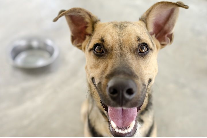 biscoitos para cão secos ou húmidos