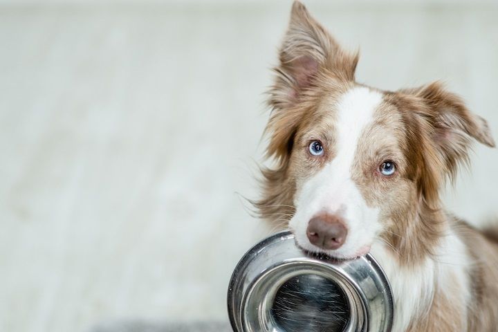 alimentação saudável para cão