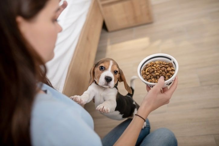 tutora a oferecer ração para o seu cachorro