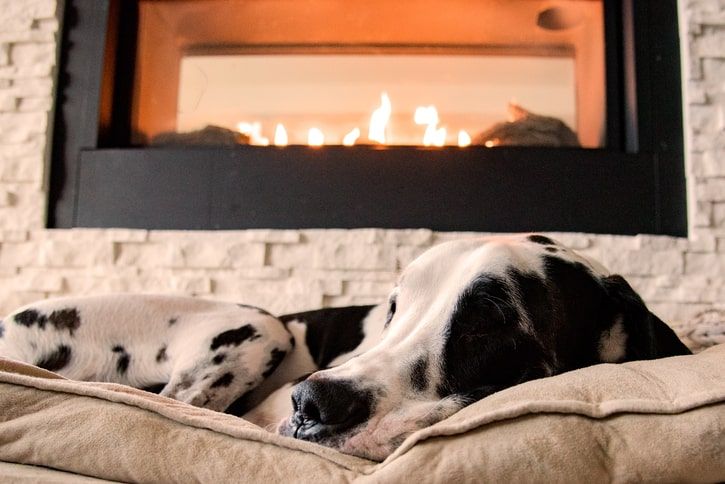 cão a descansar na cama em frente à lareira