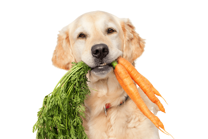 comida para cão com fibras