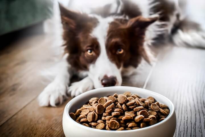 as melhores proteínas para cães esterilizados