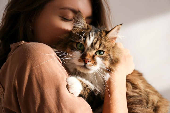 Comida para gato com proteina