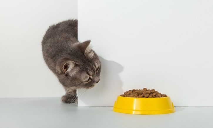 gato a espreitar a ração na taça