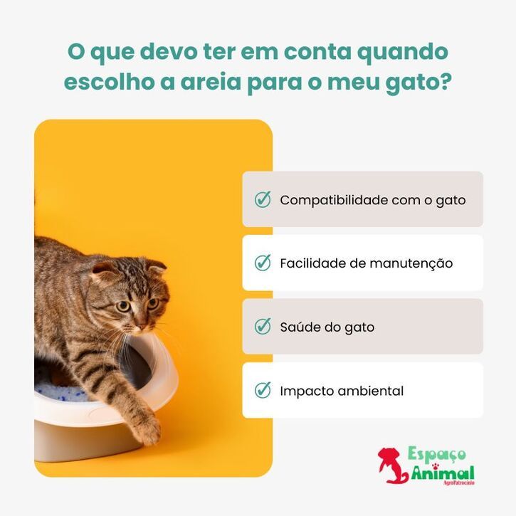 infográfico sobre a escolha da reia para gatos