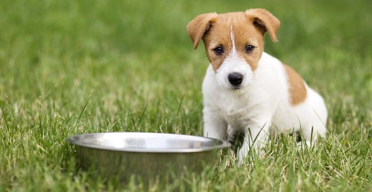 cachorro com uma taça de ração