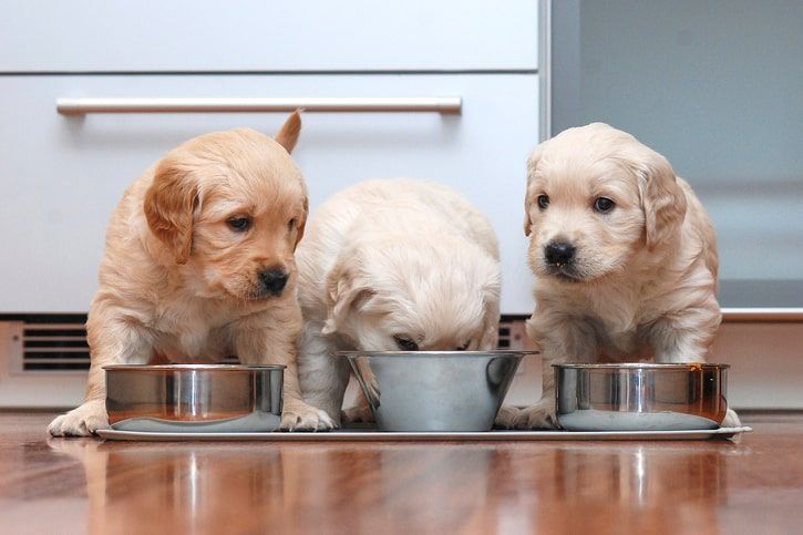 cachorros da raça labrador a comerem ração