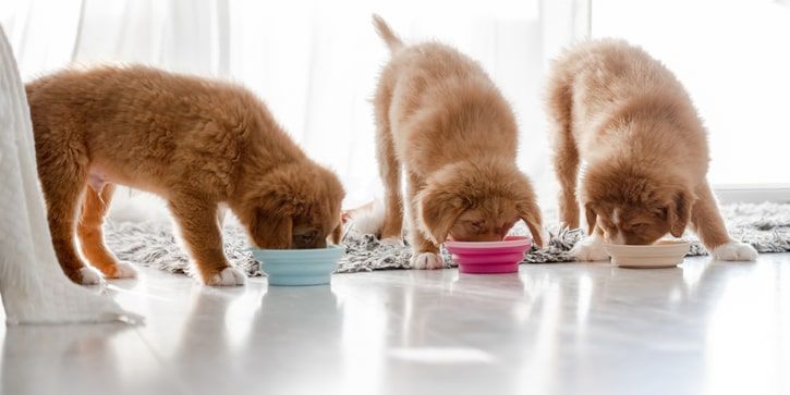 três cachorros a comerem ração