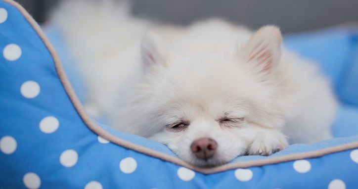 cão a dormir numa caminha