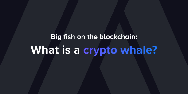 Big fish on the blockchain: What is a crypto whale?