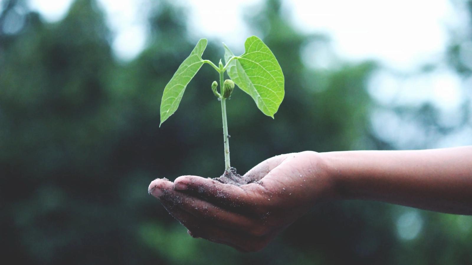 How To Grow Your Crypto Tax-Free