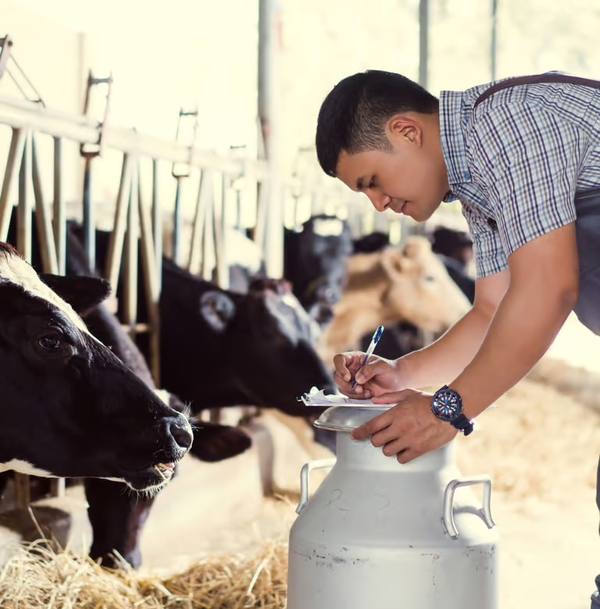 Agricultural worker on a dairy farm
