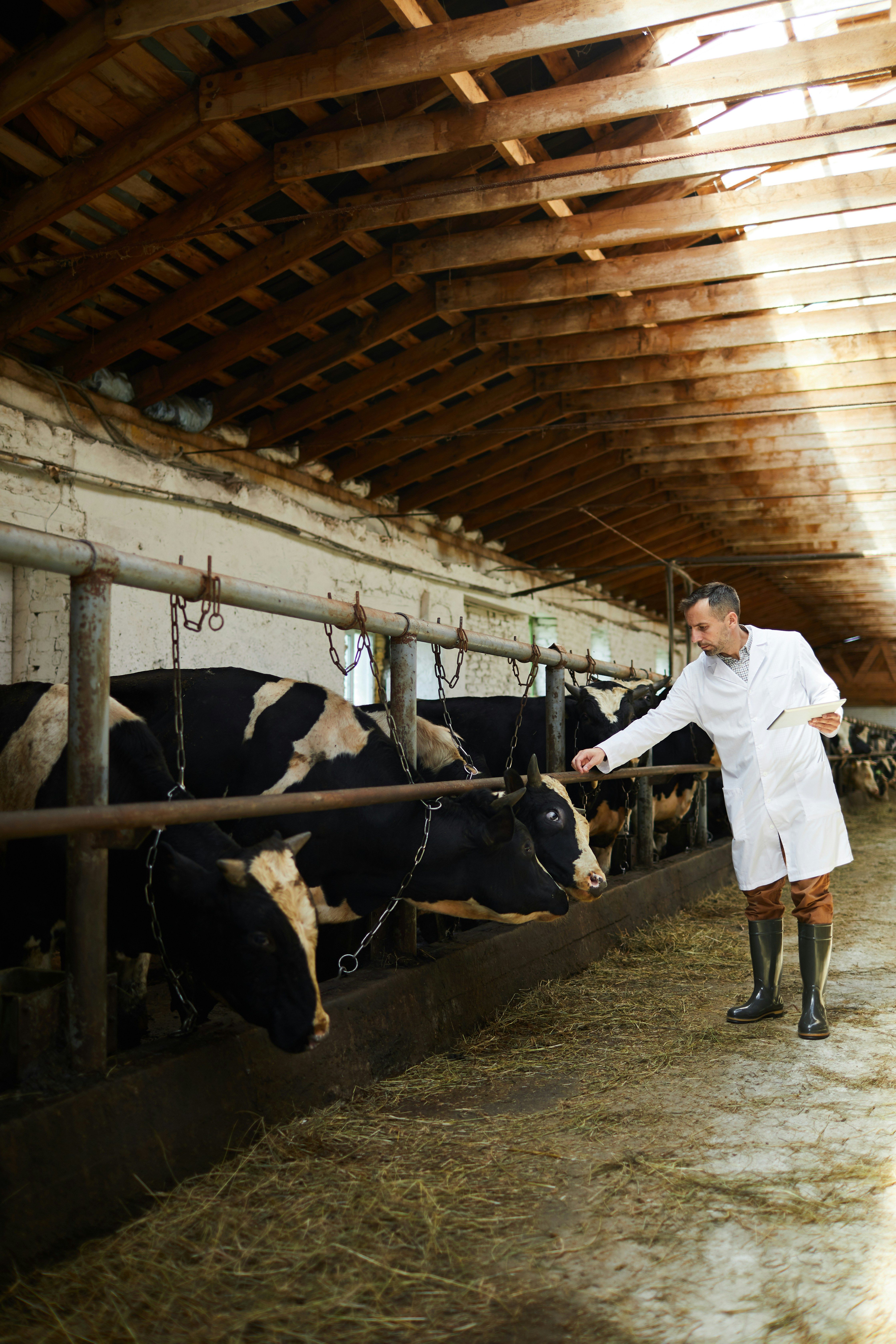 Dairy worker with cows